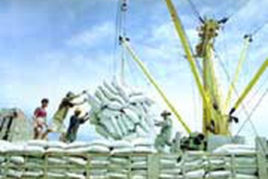Việt Nam trúng thầu 5000 tấn gạo sang Nhật Bản