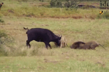 Kịch tính màn đi săn của sư tử đực khiến trâu rừng không kịp trở tay