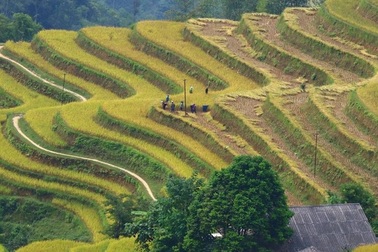 Sắc vàng lúa chín phủ tràn vùng cao Quản Bạ