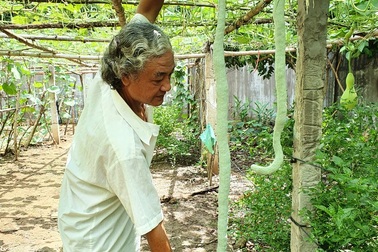 “Vua bầu khổng lồ” miền Tây sở hữu giàn mướp có trái dài đến 2m