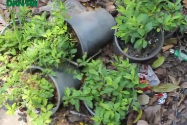 Hà Nội: Đường hoa Bà Triệu tả tơi sau 4 tháng trang trí