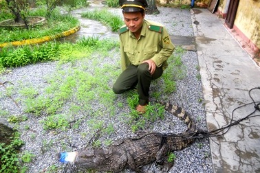 Cá sấu rơi trên quốc lộ