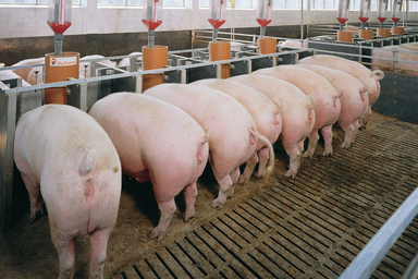 Chủ thương hiệu "Heo ăn chay": Ông nào bảo vệ được đàn sẽ không lỗ