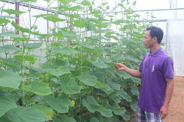 Thạc sĩ nông nghiệp bỏ việc về quê trồng rau sạch thu gần 1 tỷ đồng mỗi năm