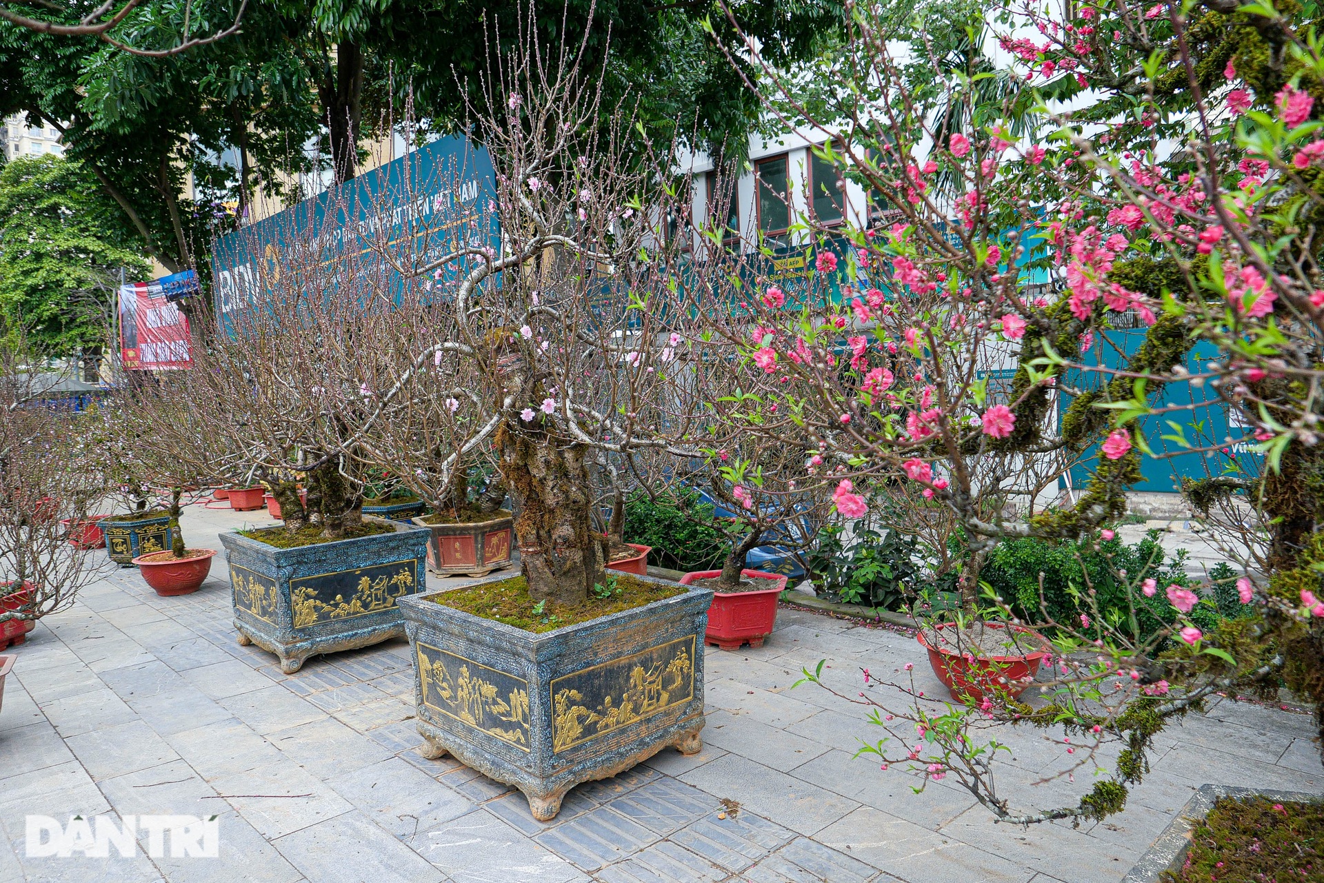 Đào núi Sa Pa tuyệt đẹp đổ bộ xuống Thủ đô - 9 Đào núi Sa Pa tuyệt đẹp đổ bộ xuống Thủ đô - 9