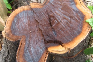 Phá rừng phòng hộ, 21 hộ dân bị phạt 1,5 tỷ đồng