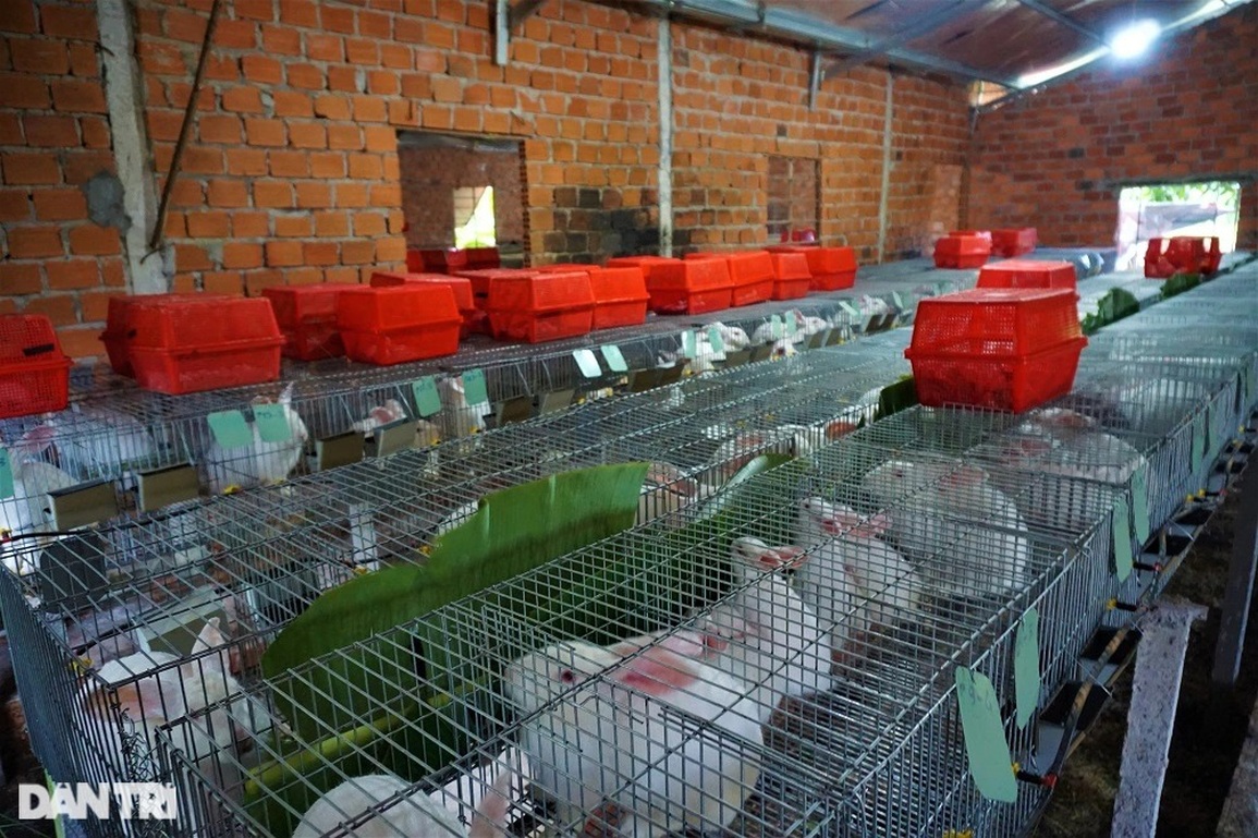 Nuôi thú cưng của chị Hằng, vừa khỏe lại còn đẻ ra tiền triệu - 2 Nuôi thú cưng của chị Hằng, vừa khỏe lại còn đẻ ra tiền triệu - 2