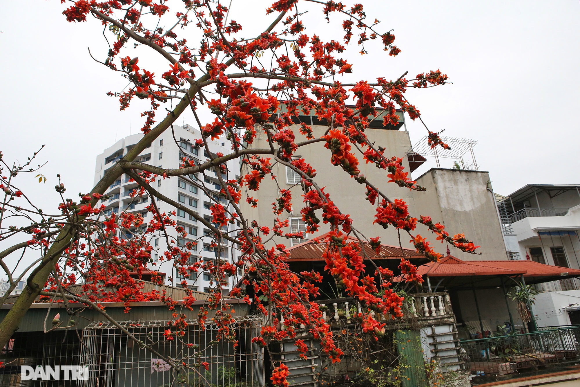 Mùa hoa gạo trong phố - 11 Mùa hoa gạo trong phố - 11