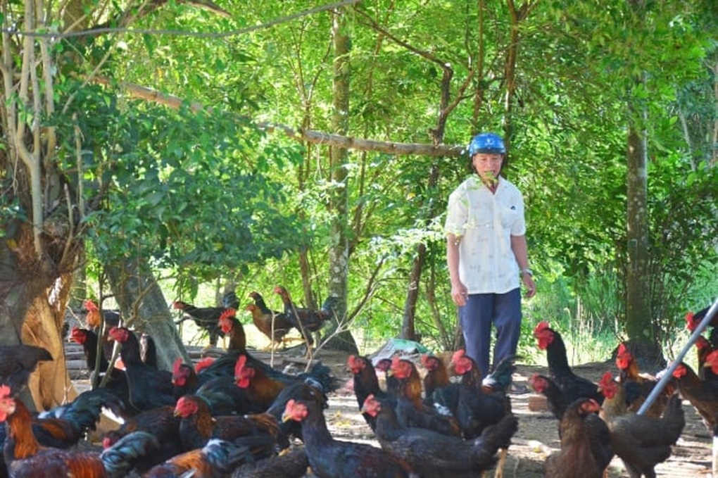 Quảng Ngãi: Hỗ trợ hộ nghèo, cận nghèo phát triển sản xuất - 2 Quảng Ngãi: Hỗ trợ hộ nghèo, cận nghèo phát triển sản xuất - 2