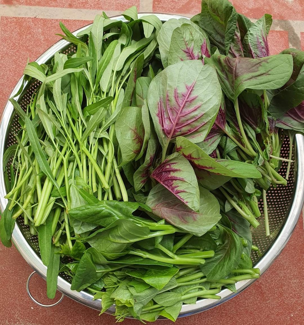 Mẹ đảm mát tay làm vườn sân thượng đủ các loại rau, dưa ở Hà Nội - 11 Mẹ đảm mát tay làm vườn sân thượng đủ các loại rau, dưa ở Hà Nội - 11