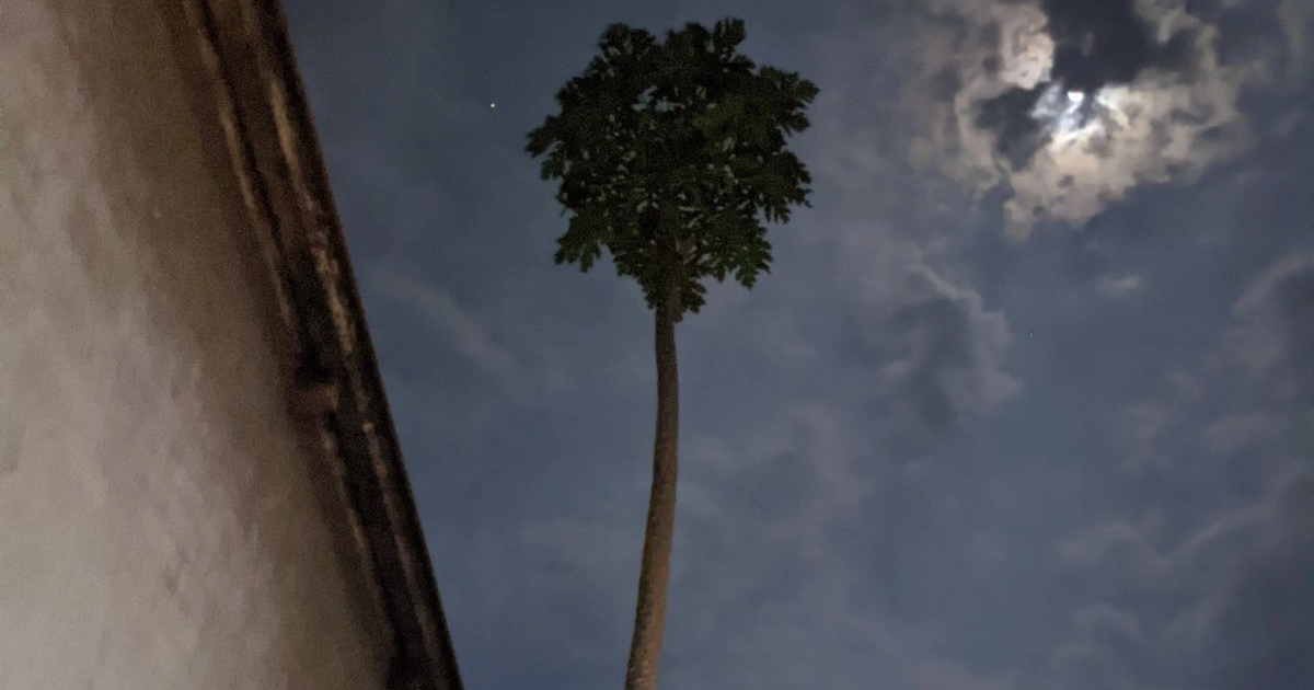 View - Cây đu đủ đực cao 10,7m gần bằng nhà 3 tầng ở Bình Phước gây xôn xao | Báo Dân trí