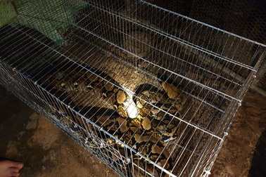 "Bắt sống" trăn gấm quý hiếm đang mò vào khu dân cư để ăn gà