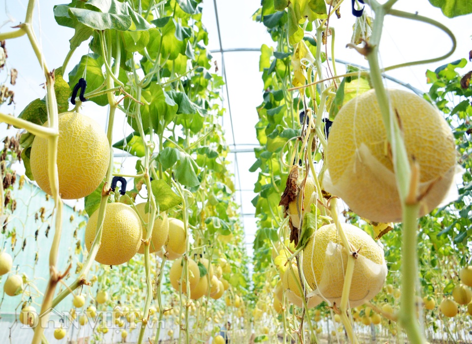 Vườn dưa khủng độc nhất Cà Mau: Toàn loại độc, lạ - 2 Vườn dưa khủng độc nhất Cà Mau: Toàn loại độc, lạ - 2