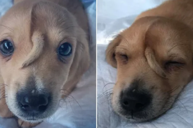 Kỳ lạ chú chó nhỏ có đuôi mọc trên đầu