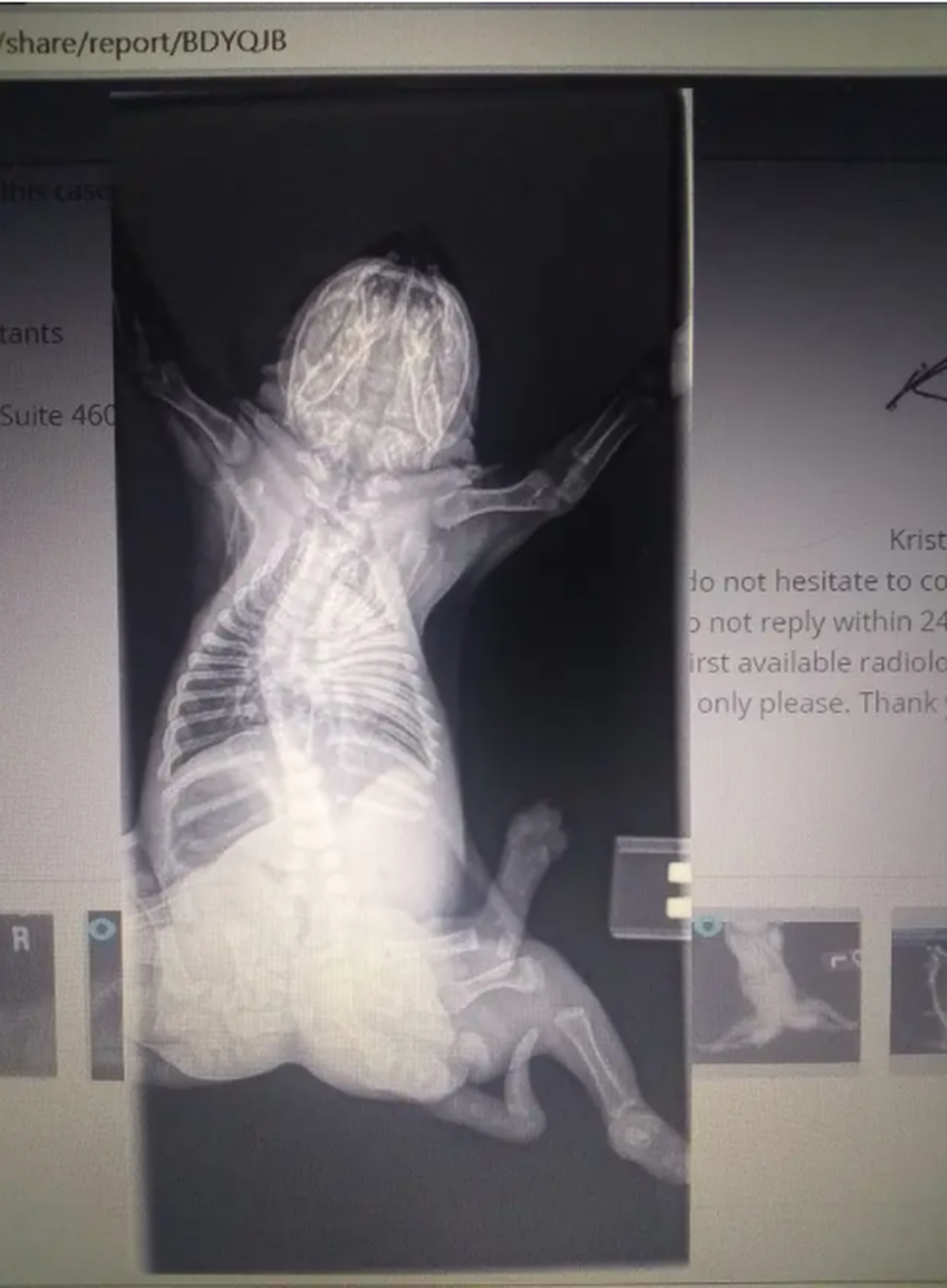 Chó con sinh ra với 6 chân, 2 đuôi ở Mỹ - 3