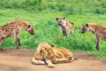 Sư tử đơn độc sẵn sàng đón nhận cái chết khi bị linh cẩu bao vây và cái kết