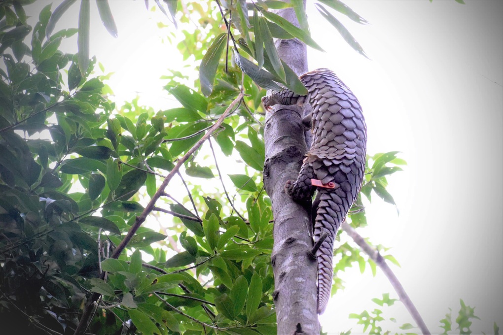 Tái thả 7 cá thể tê tê java quý hiếm về rừng - 2 Tái thả 7 cá thể tê tê java quý hiếm về rừng - 2