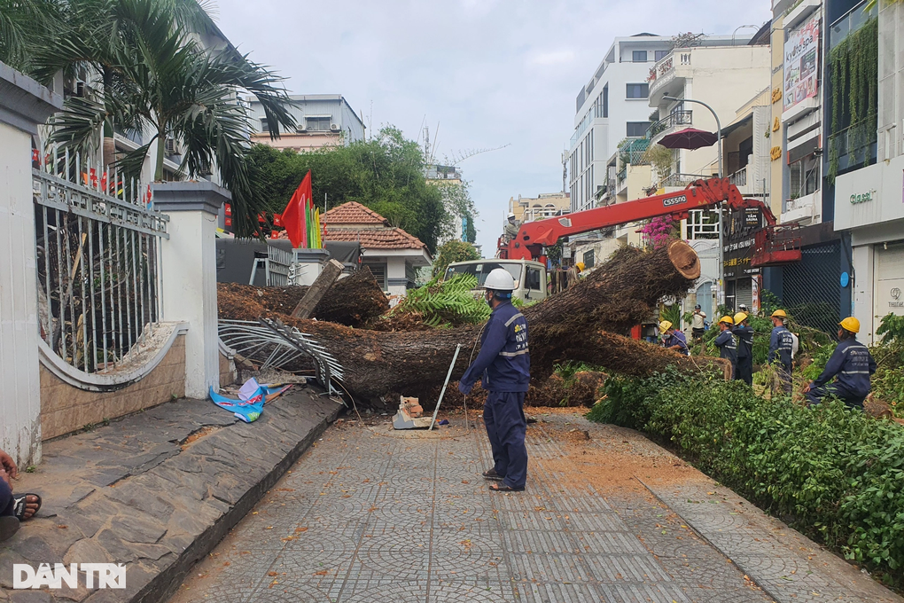 Cây lớn bật gốc trước cổng trường học ở TPHCM, nhiều người bị thương - 3 Cây lớn bật gốc trước cổng trường học ở TPHCM, nhiều người bị thương - 3