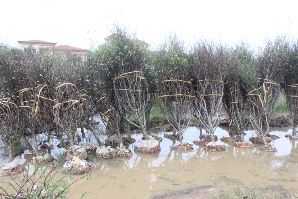 Mê mẩn với cây mai cổ thụ hơn 40 năm tuổi có giá 100 triệu đồng - 8 Mê mẩn với cây mai cổ thụ hơn 40 năm tuổi có giá 100 triệu đồng - 8