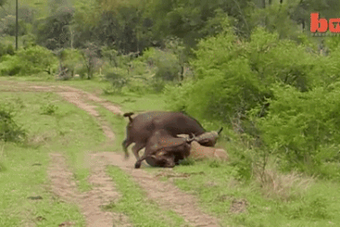 Thấy đồng loại gặp nguy, trâu rừng trổ ngón đòn khiến sư tử "tởn đến già"