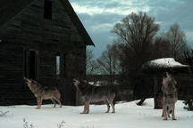 Sói đột biến ở Chernobyl tiến hóa để đối chọi căn bệnh ung thư