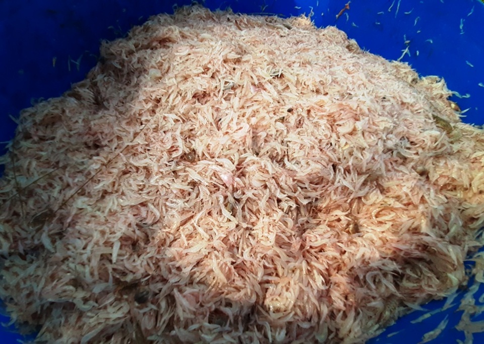 Ngư dân xứ Thanh trúng đậm lộc biển những ngày cuối năm - 13 Ngư dân xứ Thanh trúng đậm lộc biển những ngày cuối năm - 13
