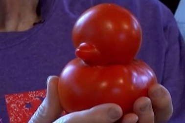 Quả cà chua giống y hình con vịt