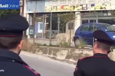 Hổ trắng lang thang trên đường phố sau khi tẩu thoát khỏi gánh xiếc ở Ý