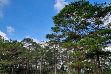 Thủ tướng yêu cầu nghiên cứu hệ thống đăng ký quốc gia về tín chỉ carbon