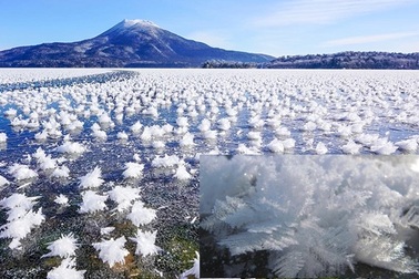 Loài "hoa" kỳ lạ mọc lên giữa hồ nước băng giá