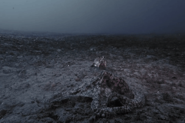 Bạch tuộc đại chiến với loài tôm có cú đấm nhanh như đạn bắn, ai sẽ chiến thắng?