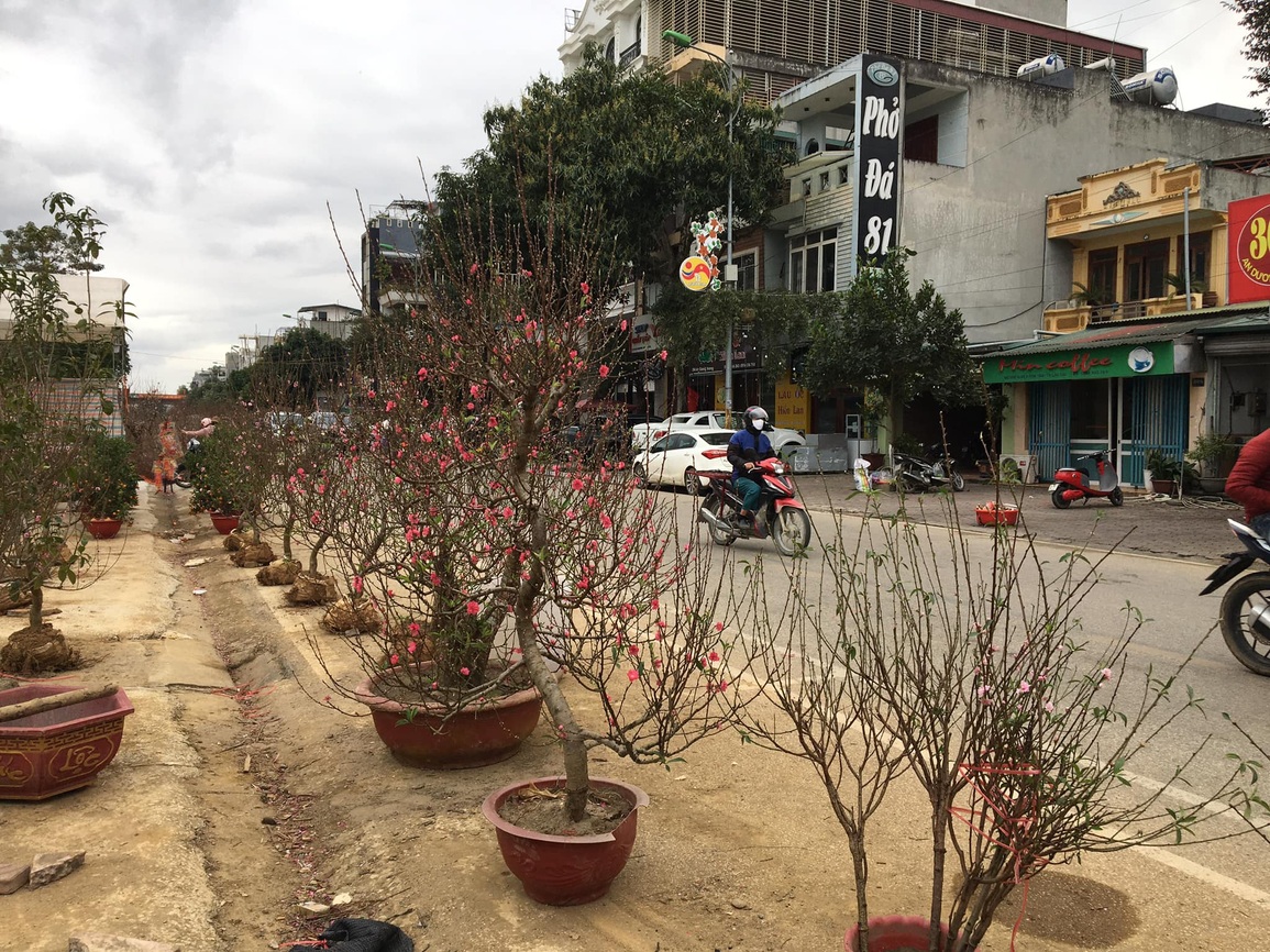 Chợ hoa Xuân cháy lan hồ điệp, đào quất đại hạ giá - 3 Chợ hoa Xuân cháy lan hồ điệp, đào quất đại hạ giá - 3