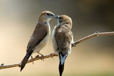 Cuộc sống bình yên