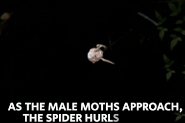 Loài nhện “quăng tơ” bắt mồi y hệt như cao bồi miền viễn tây