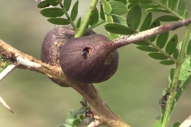 "Kỳ lạ" loài cây biết huýt sao!