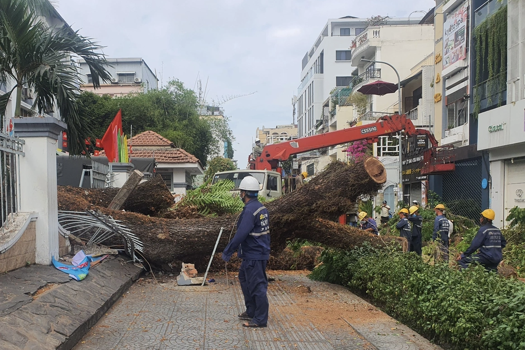 Chặt bỏ cây xanh lâu đời, nhà trường phát hiện sự thật kinh hãi - 7 Chặt bỏ cây xanh lâu đời, nhà trường phát hiện sự thật kinh hãi - 7
