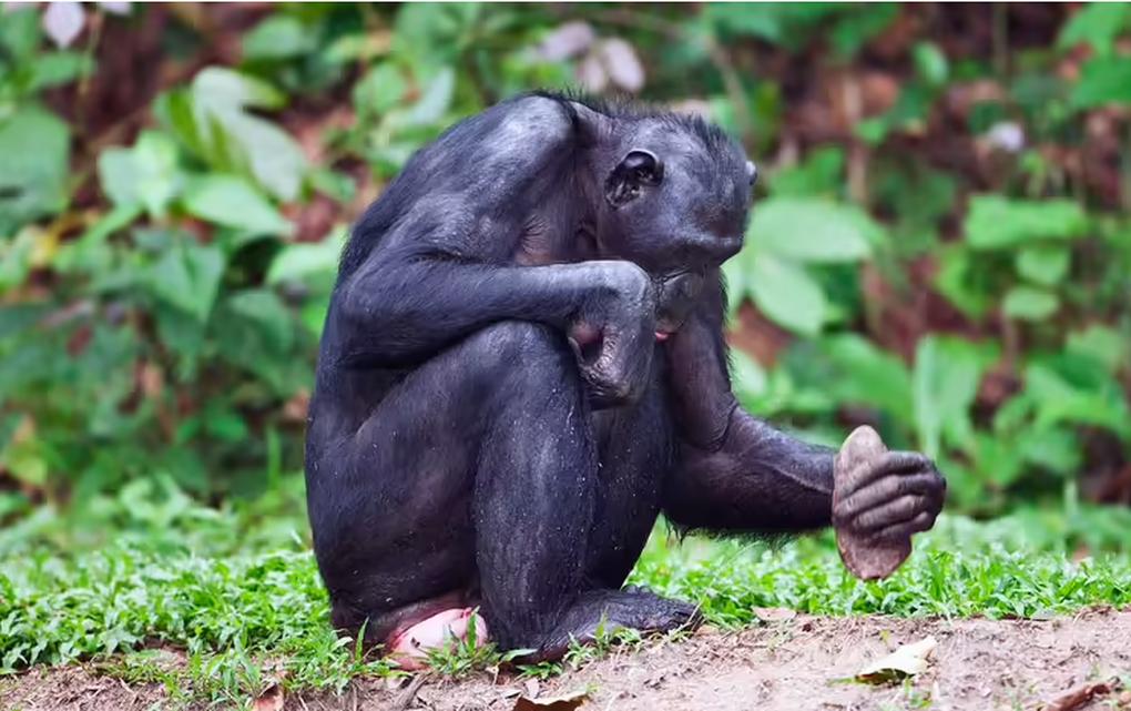 Loài vật nào thông minh nhất hành tinh ngoài con người? - 2 Loài vật nào thông minh nhất hành tinh ngoài con người? - 2