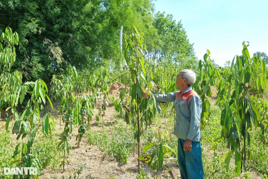 Người dân trắng tay sau 2 năm chặt keo tràm để trồng quế - 1