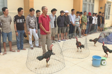 Bắt quả tang hàng chục "con bạc" sát phạt nhau trong trường gà