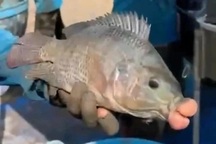 Ngư dân bắt được con cá rô phi với phần môi sưng phồng bất thường