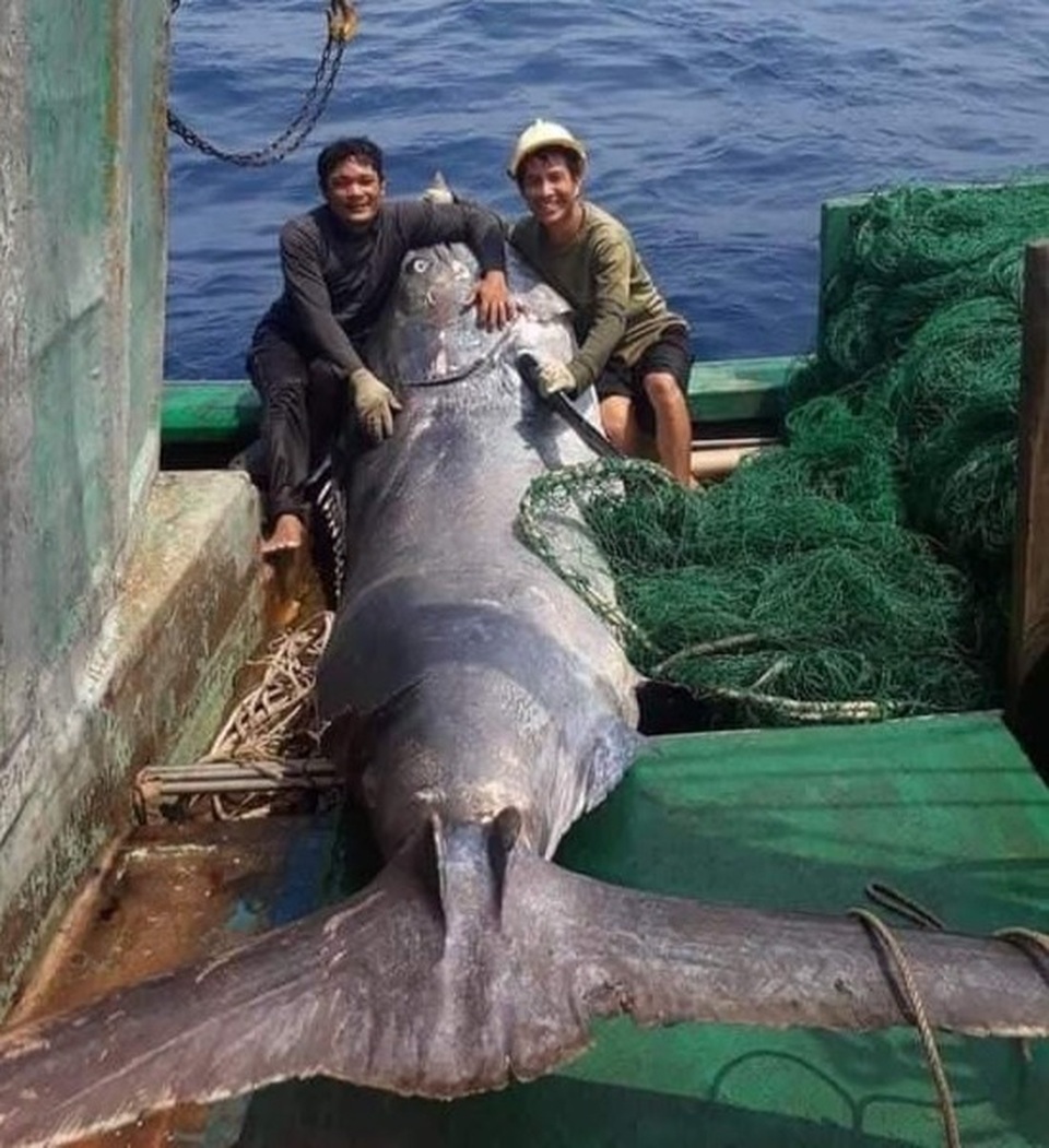 Ngư dân bắt được cá khủng nặng hơn 550 kg, bán 40 triệu đồng - 1 Ngư dân bắt được cá khủng nặng hơn 550 kg, bán 40 triệu đồng - 1