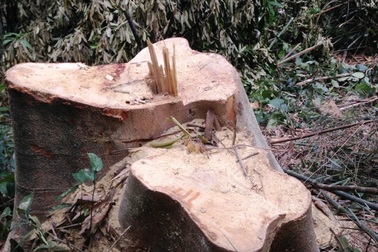 Cây rừng trơ gốc, kiểm lâm nói “không có vụ phá rừng nào” (!)