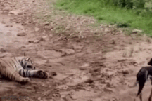 Hổ nằm giả chết như thật khiến chú chó mắc bẫy