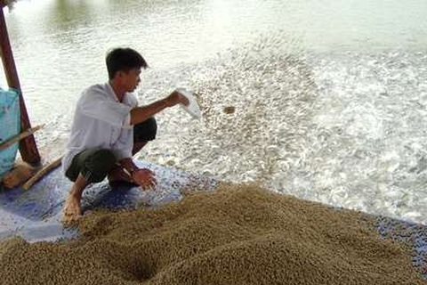 ĐBSCL: Giá thức ăn cá tra tăng kỷ lục