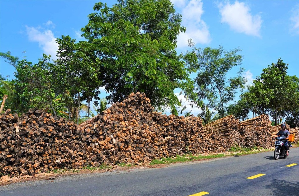 Nhọc nhằn nghề vác tràm thuê - 1 Nhọc nhằn nghề vác tràm thuê - 1