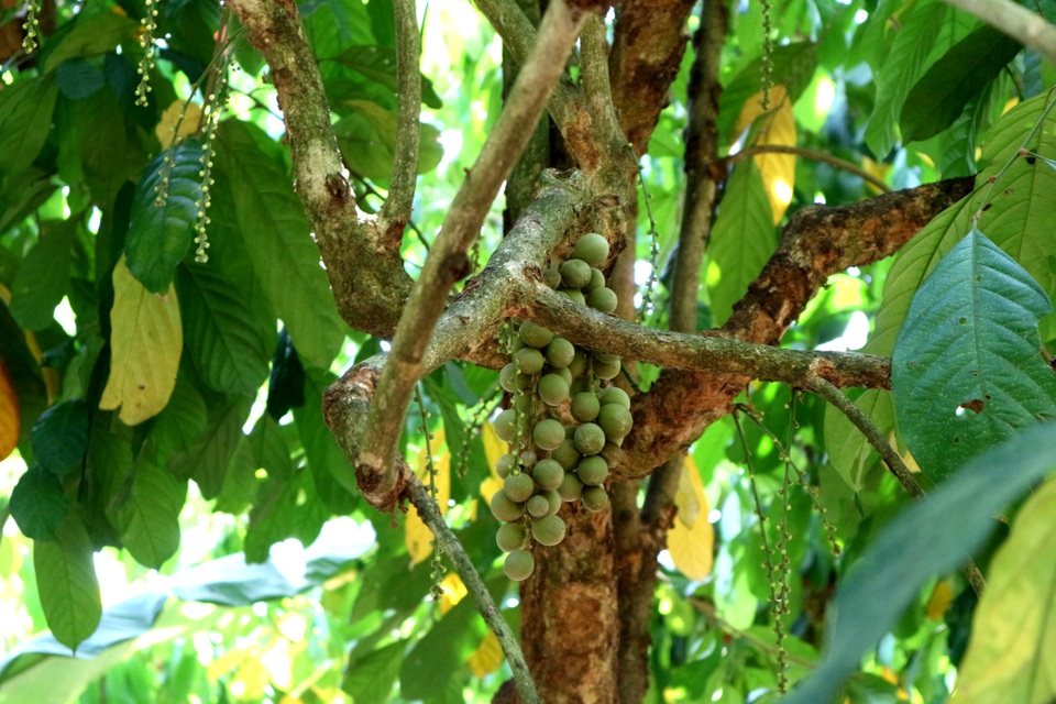 Chính vụ thu hoạch nhưng trái bòn bon gần như mất trắng - 3 Chính vụ thu hoạch nhưng trái bòn bon gần như mất trắng - 3