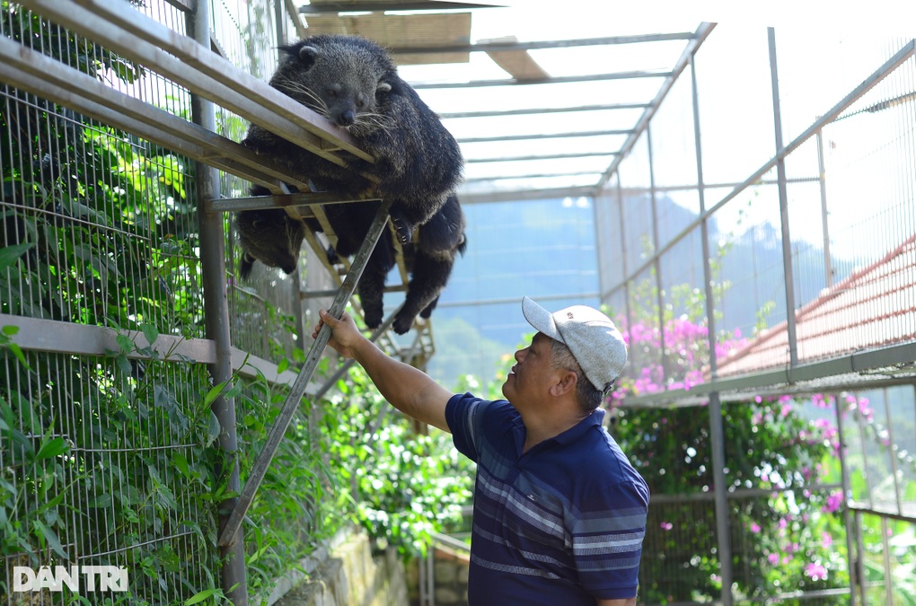 Người đàn ông chữa bệnh một con voi được trả công... 7 cây vàng - 3 Người đàn ông chữa bệnh một con voi được trả công... 7 cây vàng - 3