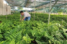 Thu trăm triệu mỗi tháng từ vườn dương xỉ "có một không hai" ở Đắk Nông