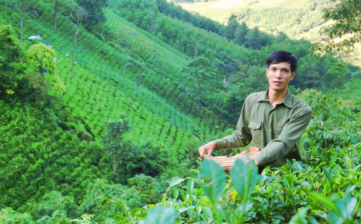 Hành trình bỏ phố về rừng, trồng chè sạch của những người trẻ - 3 Hành trình bỏ phố về rừng, trồng chè sạch của những người trẻ - 3