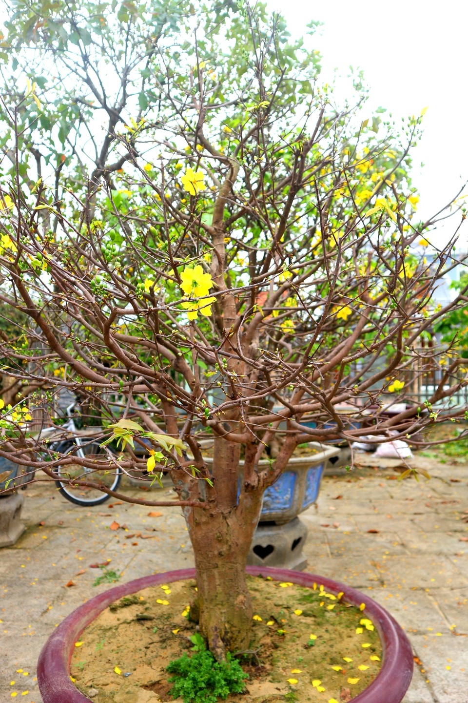 Ngắm vườn mai vô giá của lão nông dịp Tết - 2 Ngắm vườn mai vô giá của lão nông dịp Tết - 2